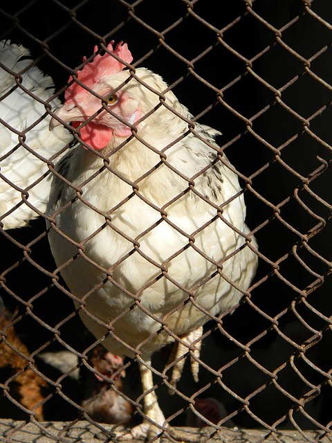 帕喬提供一 帕喬提供一